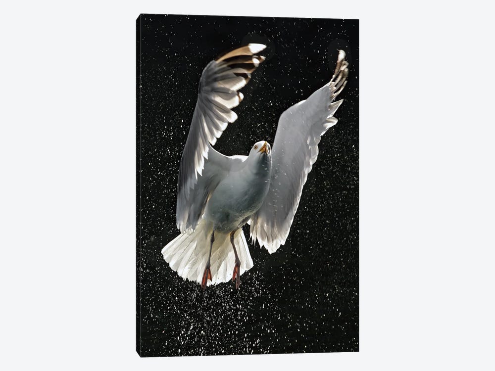 Gull Norway by Miguel Lasa 1-piece Canvas Print