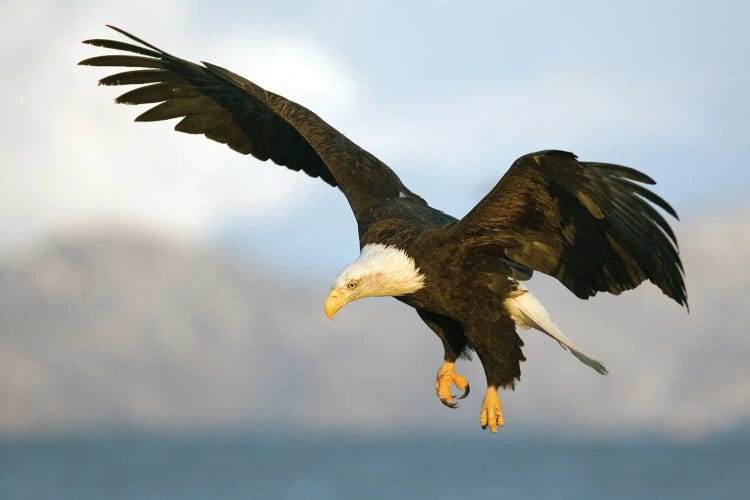 Eagle Alaska IX