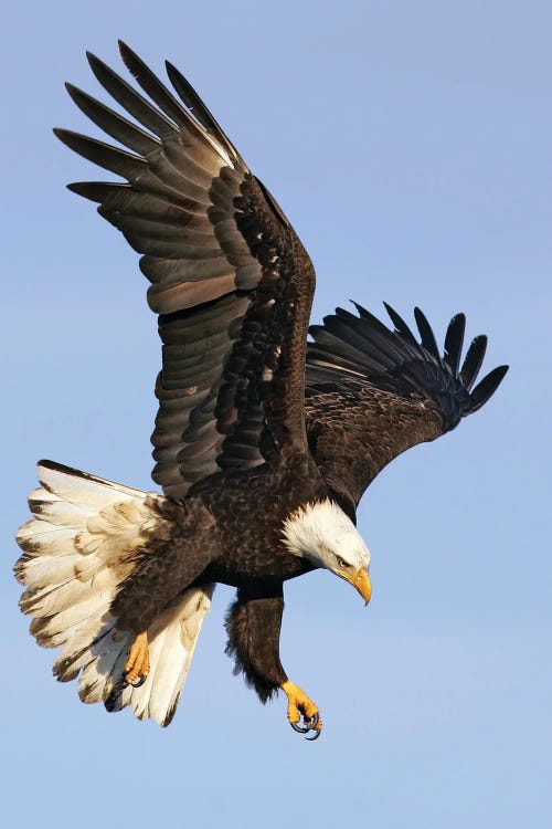 Eagle Alaska X