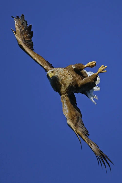 Eagle Norway III