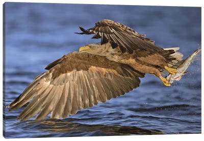 Eagle Norway IV Canvas Art Print - Miguel Lasa