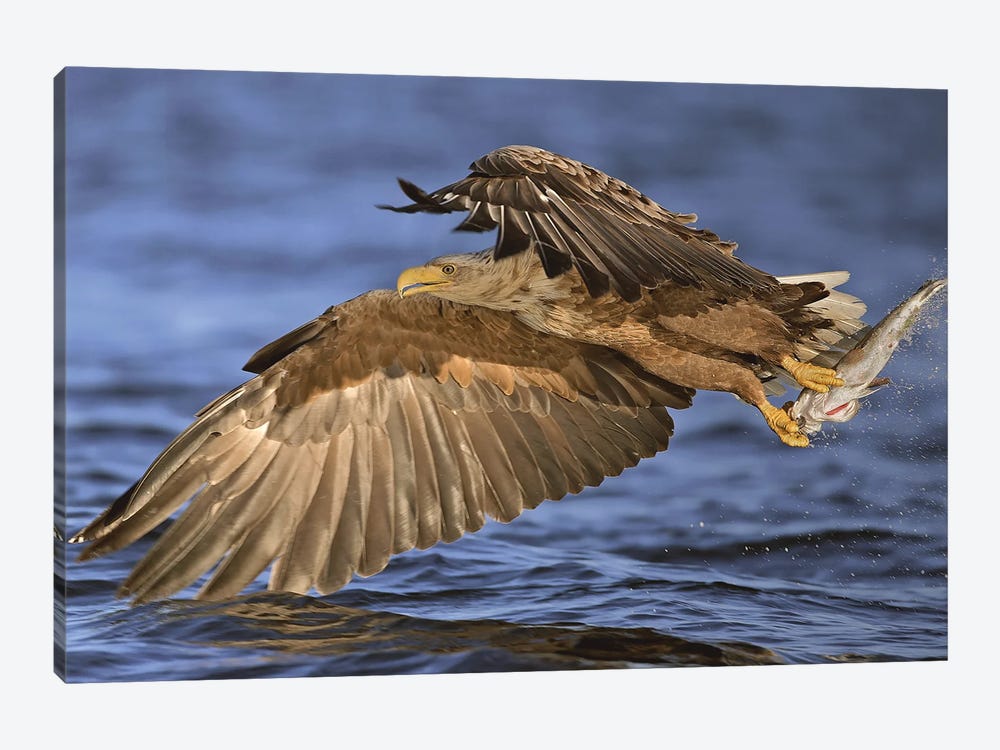 Eagle Norway IV by Miguel Lasa 1-piece Art Print