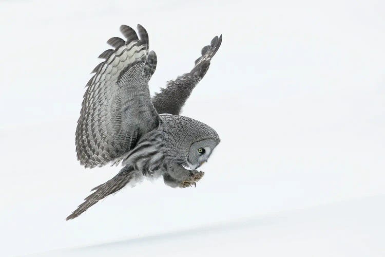 Great Grey Owl