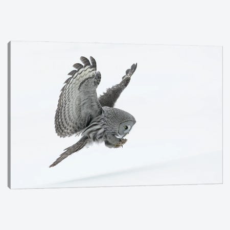 Great Grey Owl Canvas Print #MIU3} by Miguel Lasa Canvas Art Print