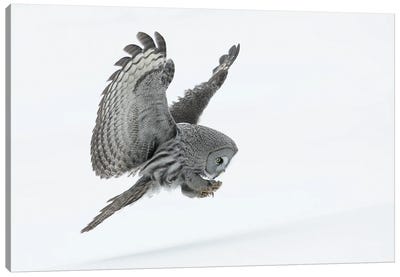 Great Grey Owl Canvas Art Print - Miguel Lasa