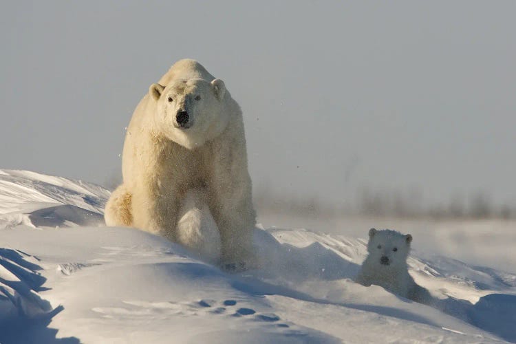 Polar Bears Cubs X