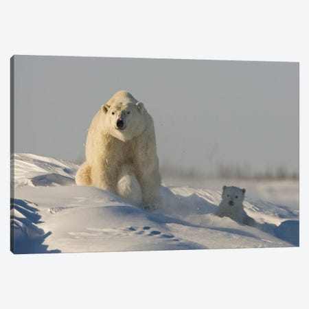 Polar Bears Cubs X Canvas Print #MIU42} by Miguel Lasa Art Print