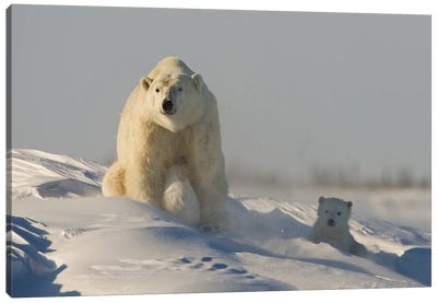 Polar Bears Cubs X Canvas Art Print - Miguel Lasa