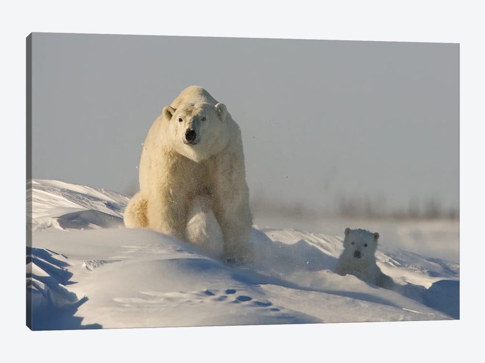 Polar Bears Cubs X by Miguel Lasa 1-piece Canvas Art Print