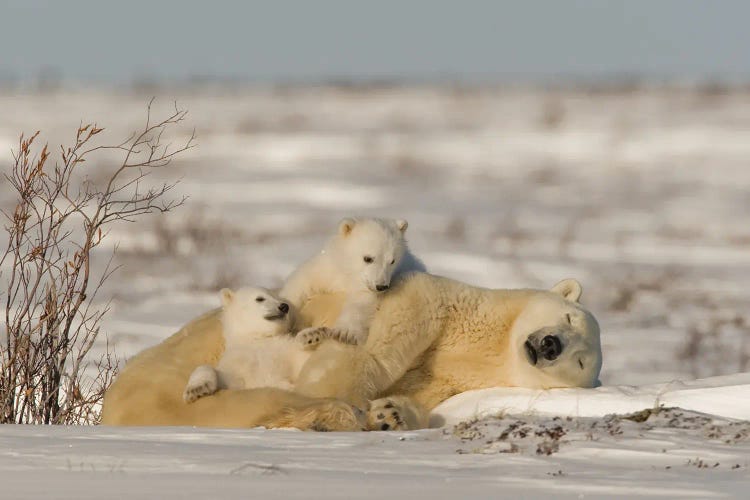 Polar Bears Cubs IX