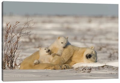 Polar Bears Cubs IX Canvas Art Print - Miguel Lasa