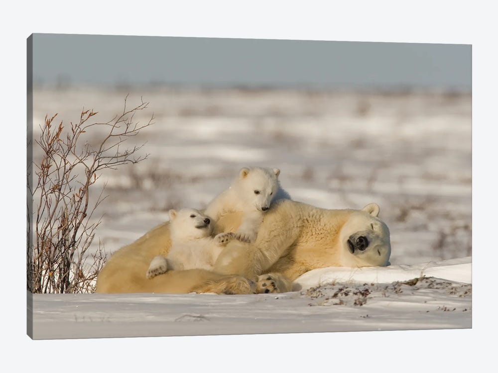 Polar Bears Cubs IX by Miguel Lasa 1-piece Canvas Wall Art