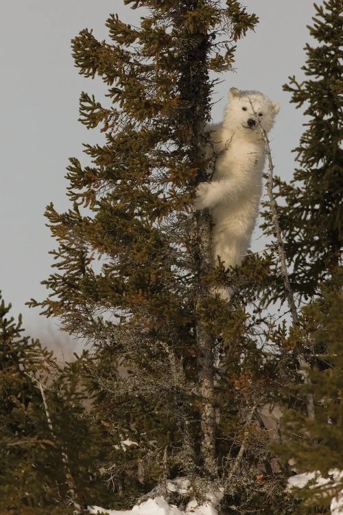 Polar Bears Cubs VI