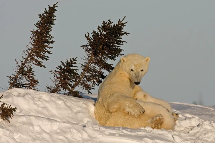 Polar Bears Cubs VII