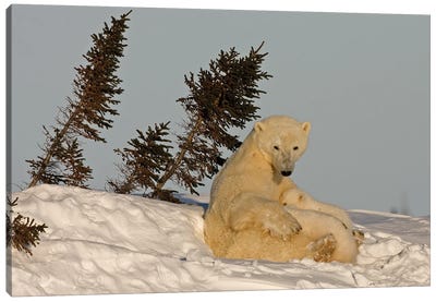 Polar Bears Cubs VII Canvas Art Print - Miguel Lasa