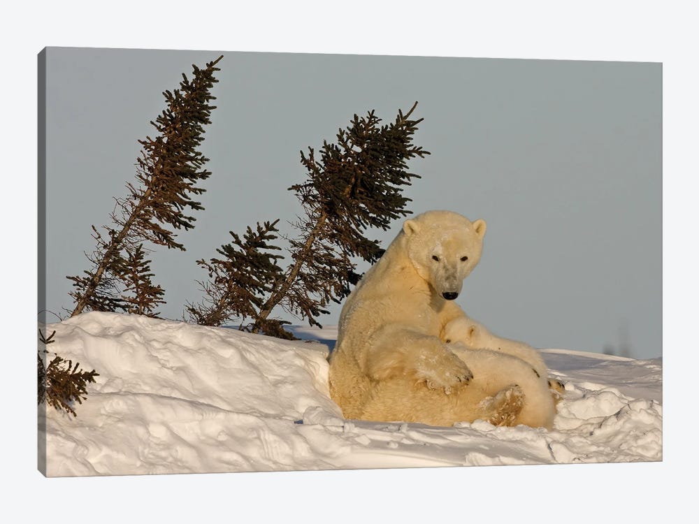 Polar Bears Cubs VII by Miguel Lasa 1-piece Canvas Art