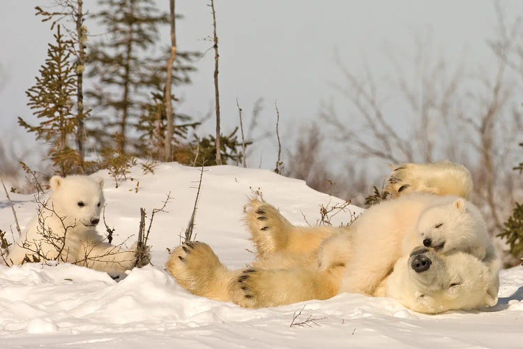 Polar Bear Cubs III