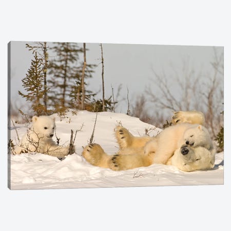 Polar Bear Cubs III Canvas Print #MIU46} by Miguel Lasa Canvas Wall Art