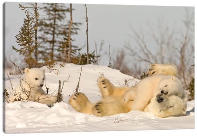 Polar Bear Cubs III Canvas Art Print - Miguel Lasa