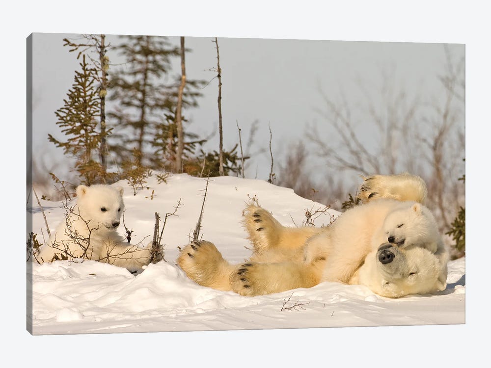 Polar Bear Cubs III by Miguel Lasa 1-piece Canvas Art Print