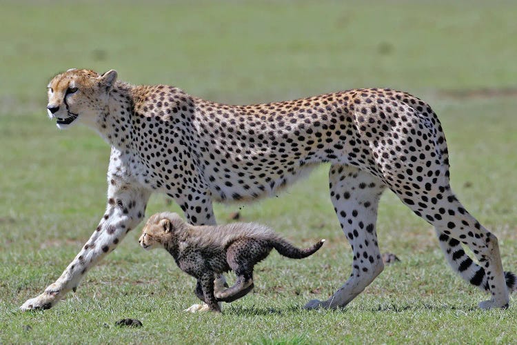 Cheetah Tanzania I