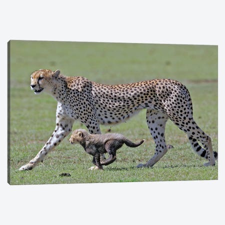 Cheetah Tanzania I Canvas Print #MIU50} by Miguel Lasa Canvas Artwork