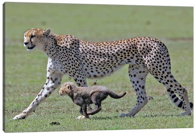 Cheetah Tanzania I Canvas Art Print - Tanzania