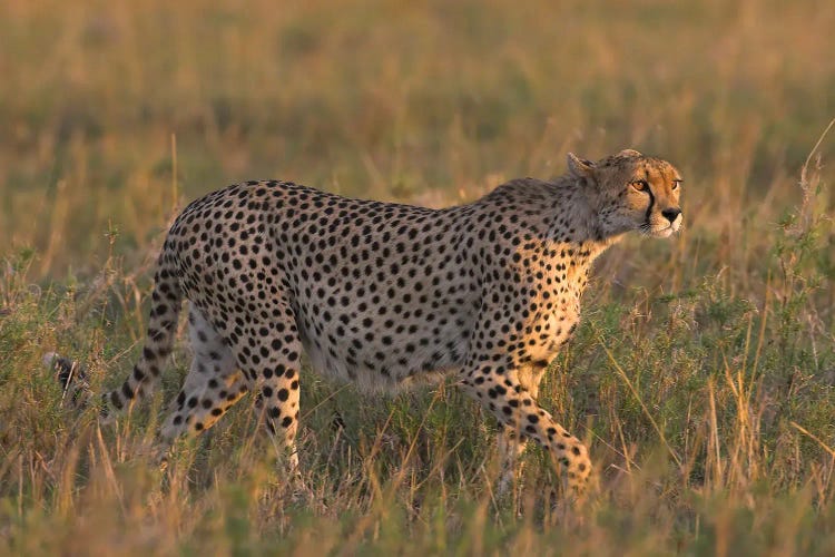 Cheetah Tanzania III