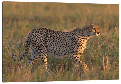 Cheetah Tanzania III Canvas Art Print - Miguel Lasa