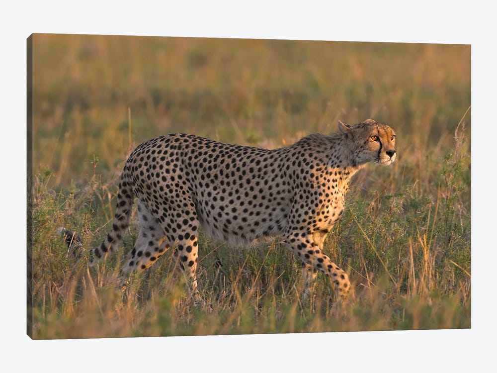 Cheetah Tanzania III by Miguel Lasa 1-piece Canvas Artwork
