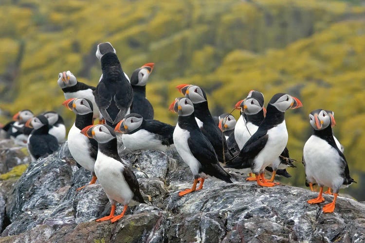 Puffins Uk