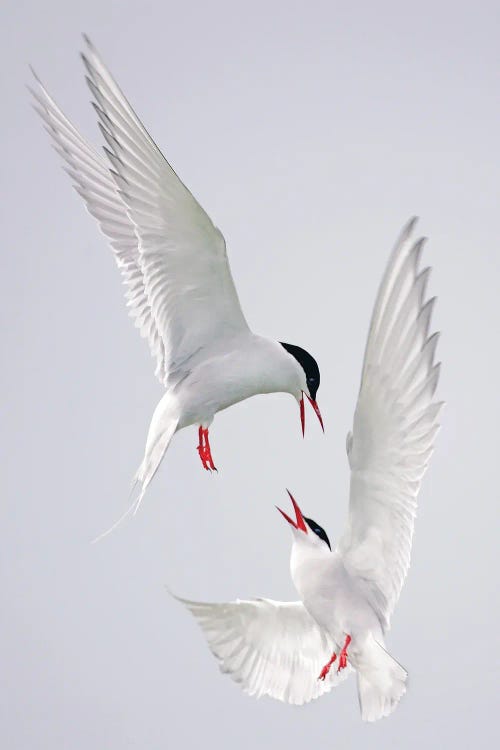 Terns Uk I