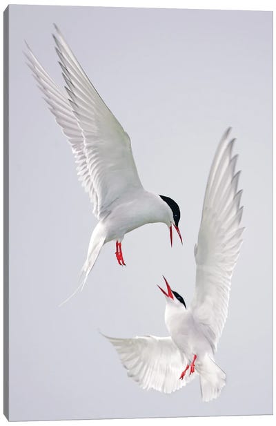Terns Uk I Canvas Art Print - Tern Art