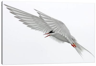 Tern Uk Canvas Art Print - Terns