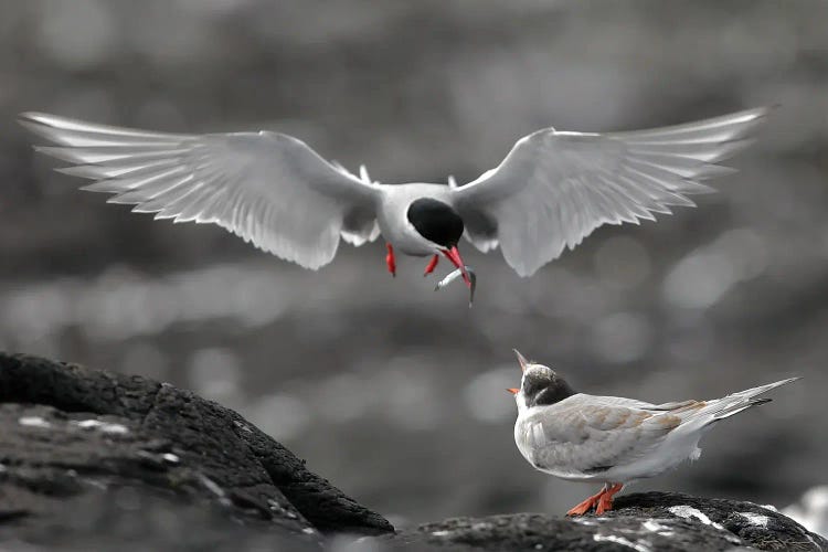 Terns Uk II