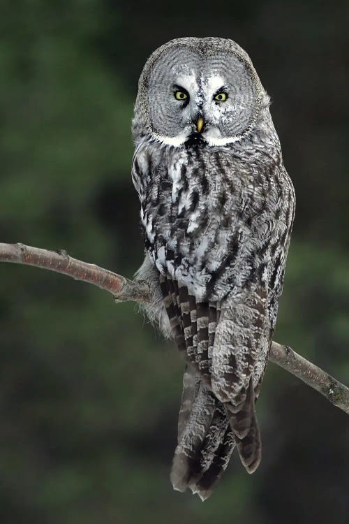 Great Grey Owl Finland III