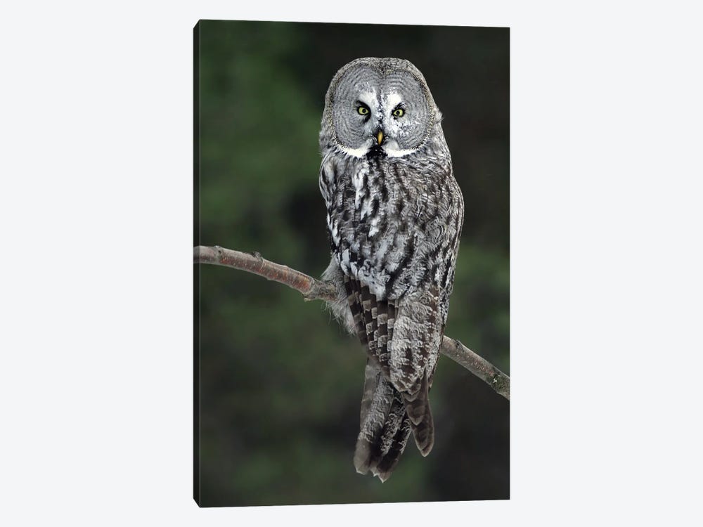 Great Grey Owl Finland III by Miguel Lasa 1-piece Art Print