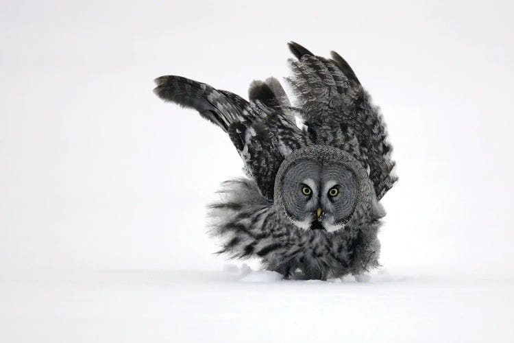 Great Grey Owl Finland IV