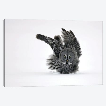 Great Grey Owl Finland IV Canvas Print #MIU65} by Miguel Lasa Canvas Artwork