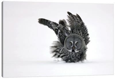 Great Grey Owl Finland IV Canvas Art Print - Miguel Lasa