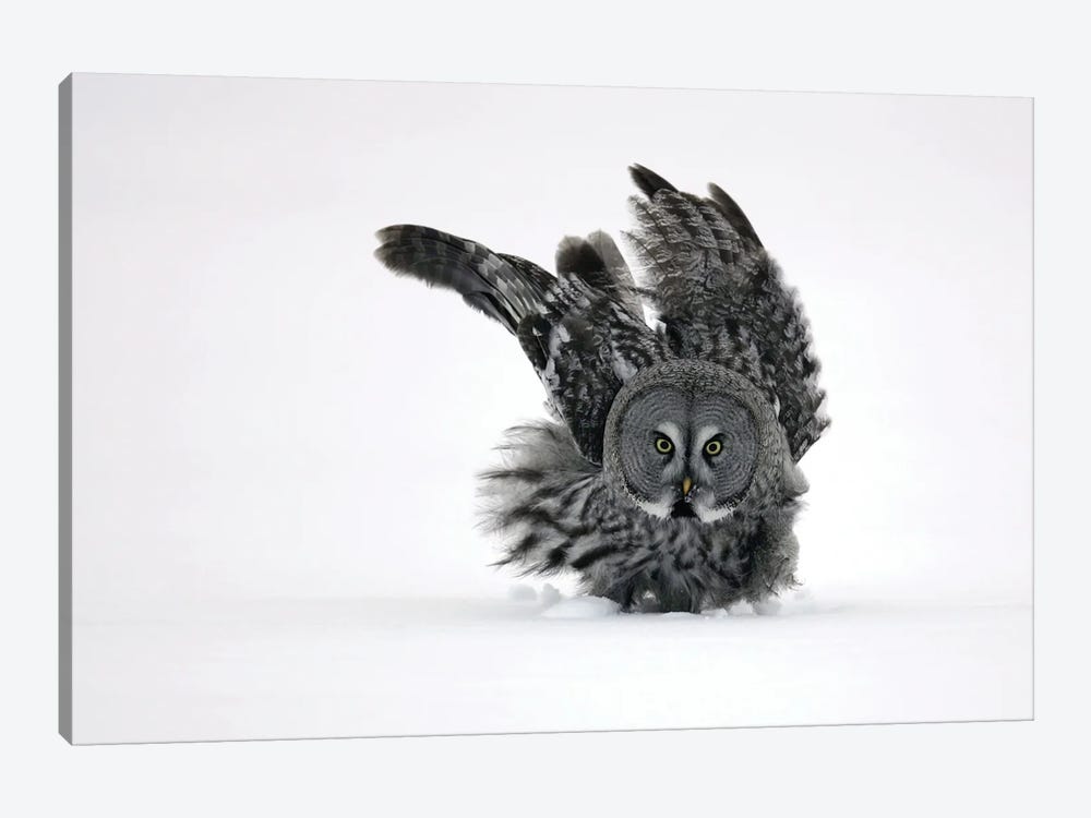 Great Grey Owl Finland IV by Miguel Lasa 1-piece Canvas Art