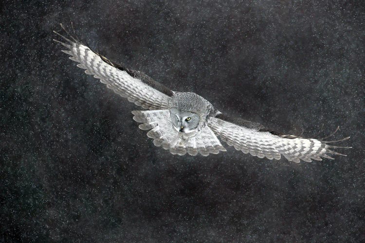 Great Grey Owl Finland VII