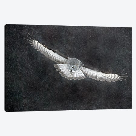 Great Grey Owl Finland VII Canvas Print #MIU68} by Miguel Lasa Art Print
