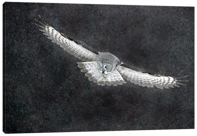 Great Grey Owl Finland VII Canvas Art Print - Miguel Lasa