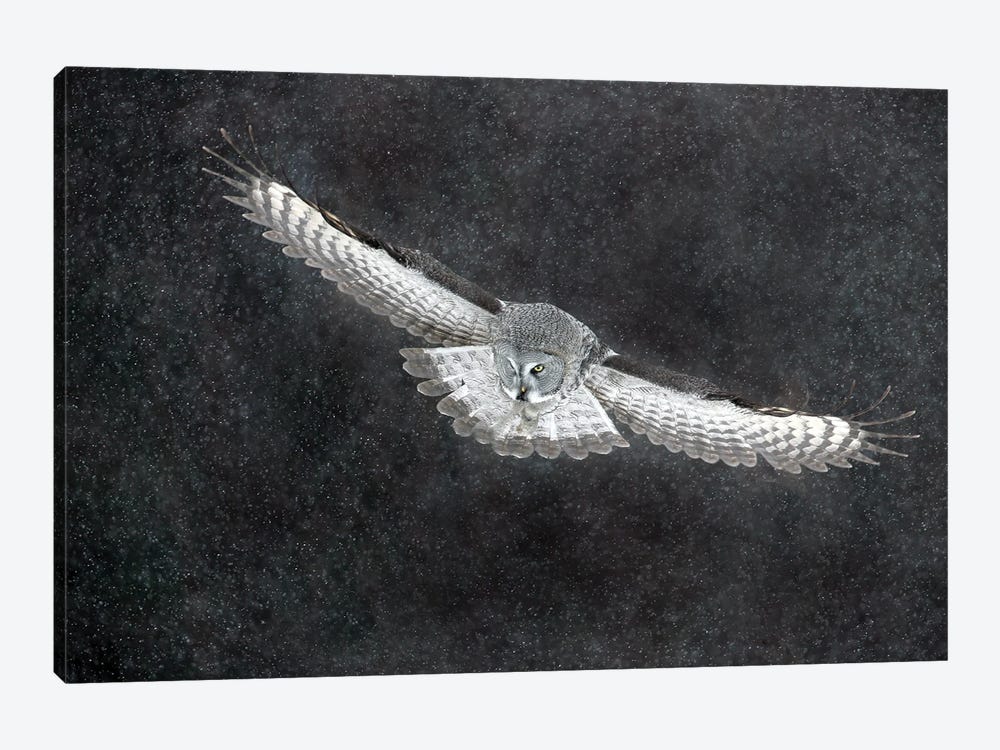 Great Grey Owl Finland VII by Miguel Lasa 1-piece Canvas Art Print