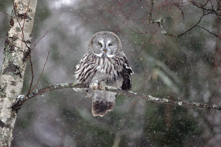 Great Grey Owl Finland VIII