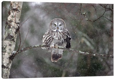 Great Grey Owl Finland VIII Canvas Art Print - Miguel Lasa