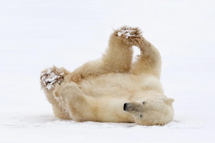 Polar Bear Play