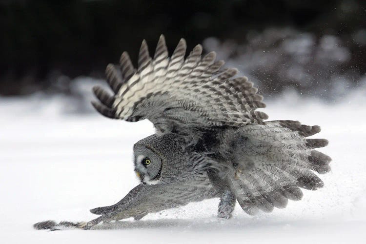 Great Grey Owl Finland IX