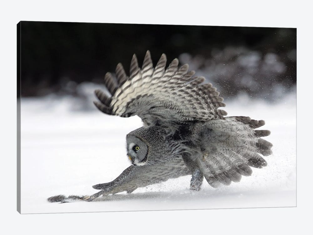 Great Grey Owl Finland IX by Miguel Lasa 1-piece Canvas Art